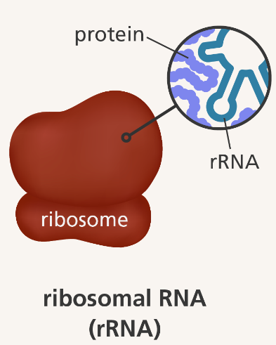 <p>non-coding RNA present in ribosomes (site of protein synthesis)</p>