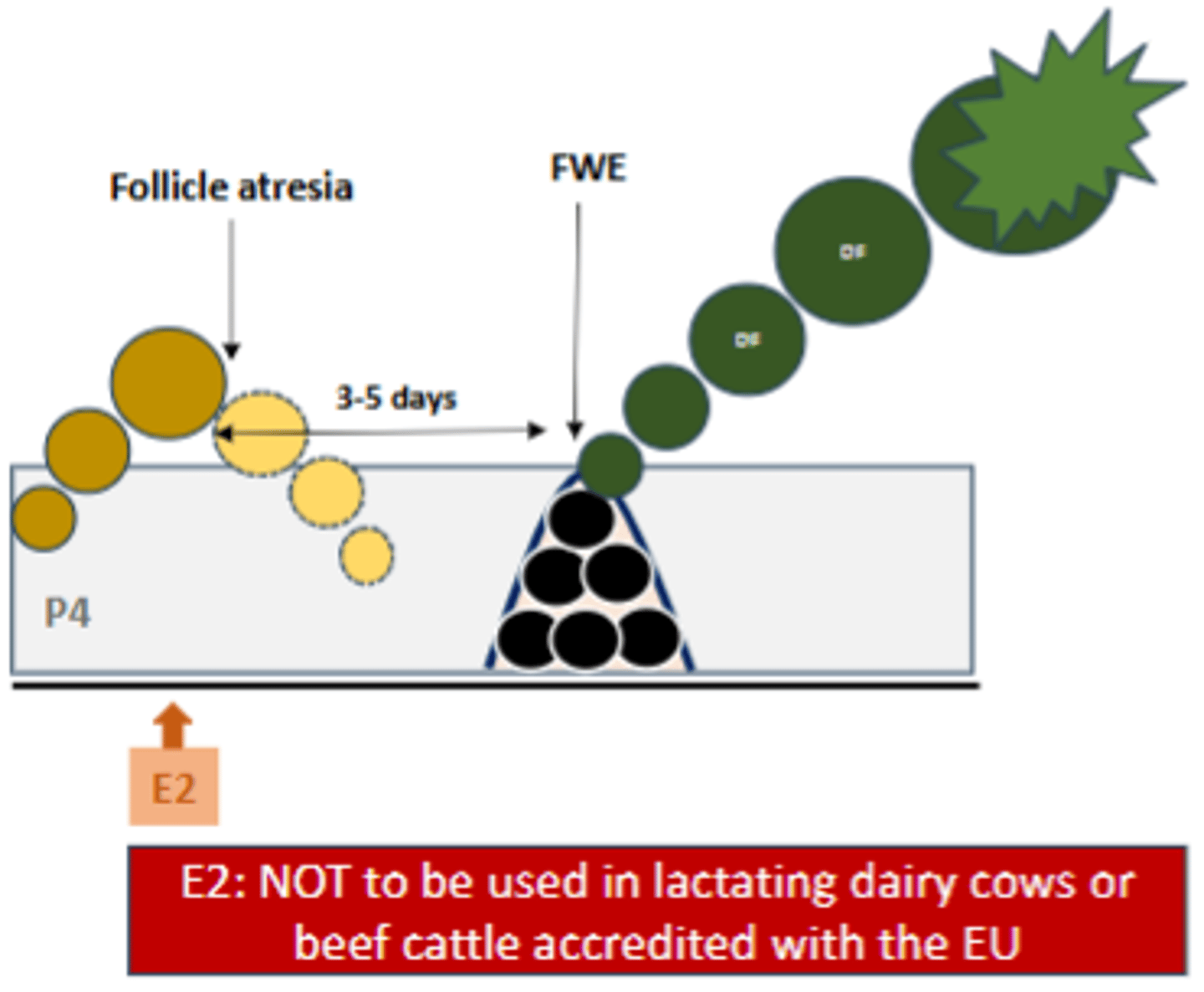 <p>- Under high P4, E2 has negative feedback effects on GnRH, FSH, and LH, FSH-dependent small to medium sized follicles and LH-dependent dominant follicles all regress</p><p>- Exogenous E2 is metabolised and there is no more endogenous E2 as follicles have regressed, FSH rises and follicular wave emerge in about 3-5 days</p>