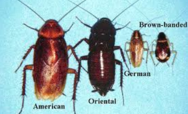 <ul><li><p>American</p></li><li><p>German</p></li><li><p>Oriental</p></li><li><p>Brown-banded</p></li></ul><p></p>