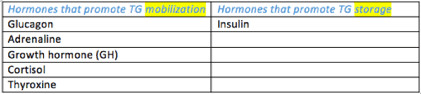 <p>- Glucagon</p><p>- Adrenaline</p><p>- Growth hormone</p><p>- Cortisol</p><p>- Thyroxine</p>