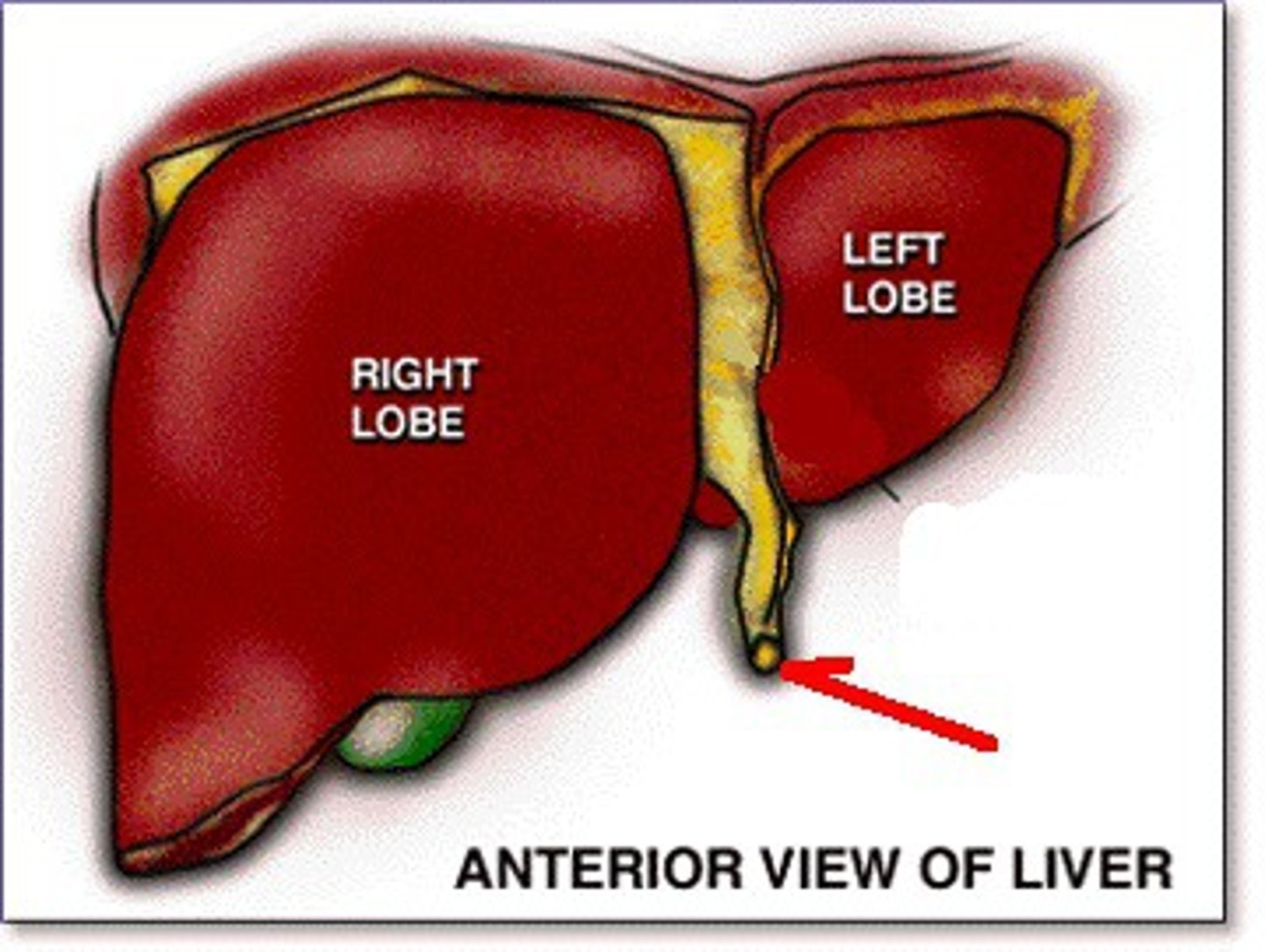<p>The fibrous remnant of the umbilical vein.</p>