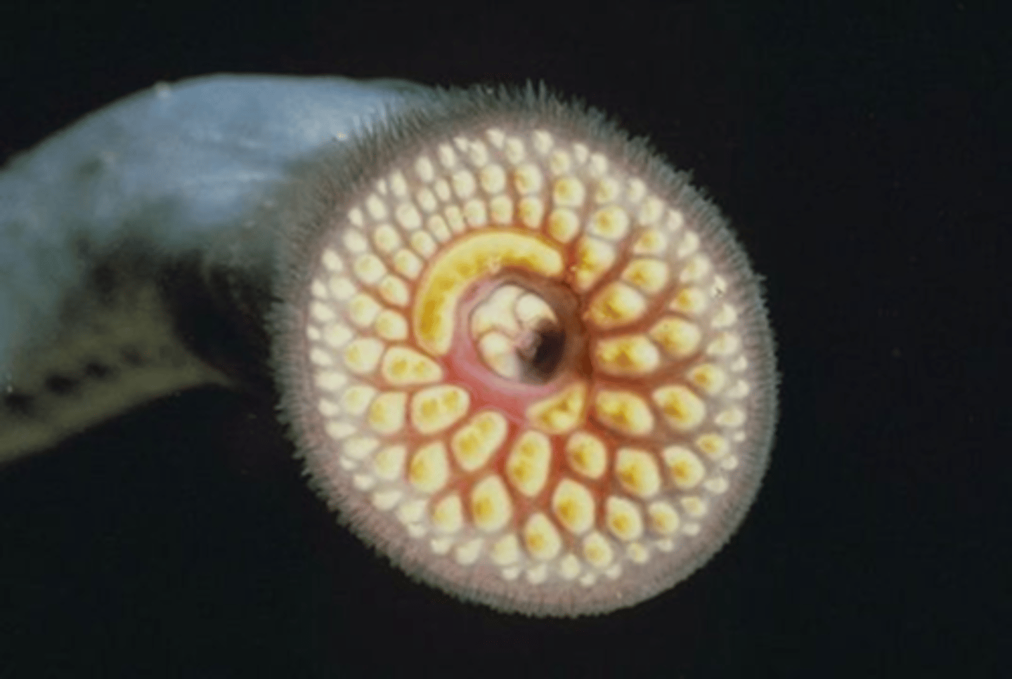 <p>kaaklozen</p>