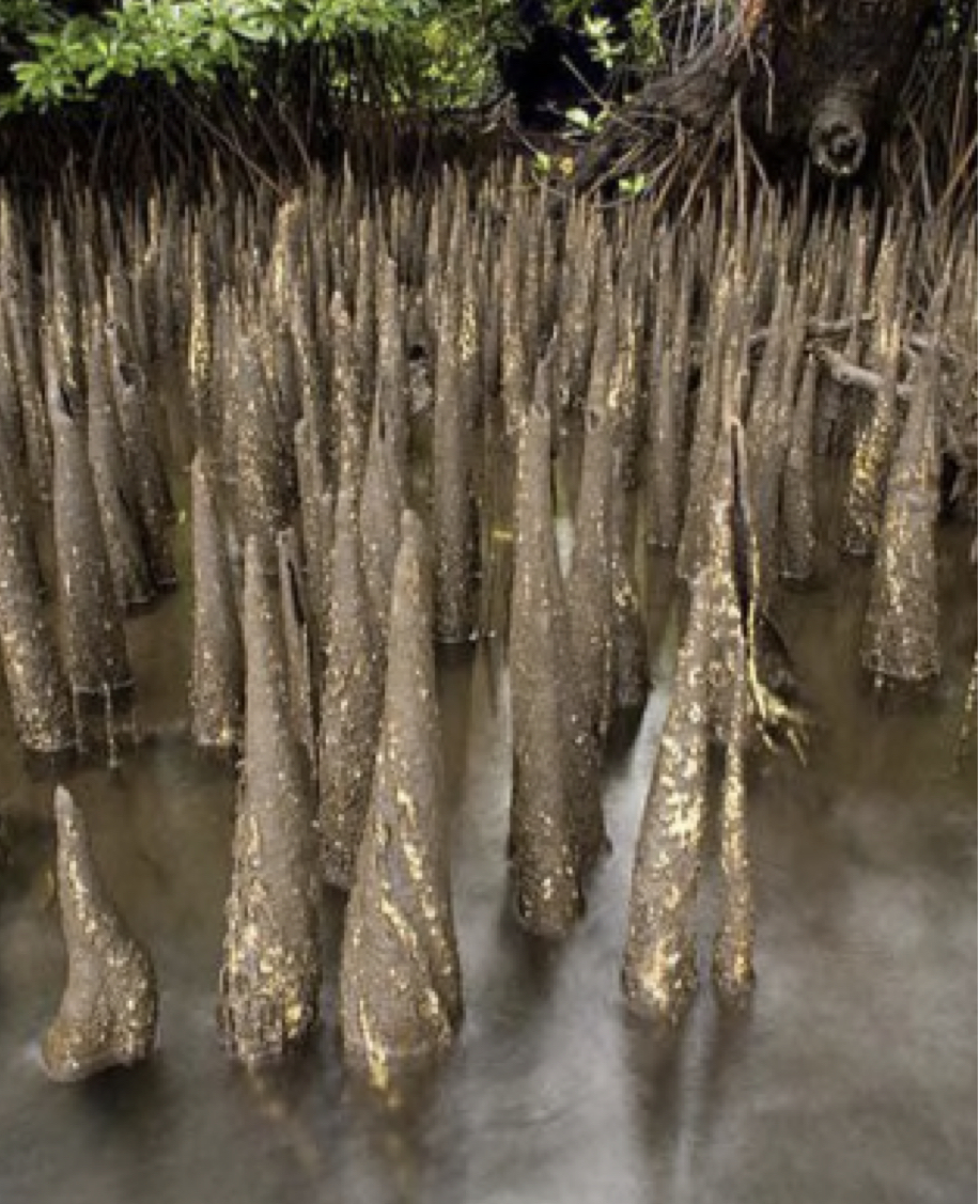 <ul><li><p>“air roots” that enable root systems to capture oxygen. Ex. Mangroves</p></li><li><p>Modified Roots</p></li></ul>