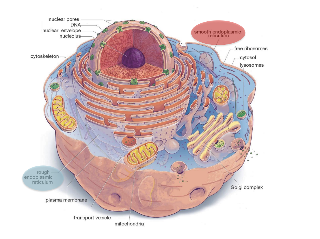 <ul><li><p><span style="background-color: inherit; line-height: 19.55px; color: windowtext;"><span>Light blue: cytosol</span></span><span style="line-height: 19.55px; color: windowtext;"><span>&nbsp;</span></span></p></li><li><p class="Paragraph SCXO174600976 BCX0" style="text-align: left;"><span style="background-color: inherit; line-height: 19.55px; color: windowtext;"><span>RER ribosomes are exposed to cytosol --&gt; main sides of synthesizes of proteins dominant</span></span><span style="line-height: 19.55px; color: windowtext;"><span>&nbsp;</span></span></p></li><li><p class="Paragraph SCXO174600976 BCX0" style="text-align: left;"><span style="background-color: inherit; line-height: 19.55px; color: windowtext;"><span>Smooth ER:&nbsp;</span></span><span style="line-height: 19.55px; color: windowtext;"><span>&nbsp;</span></span></p><ul><li><p class="Paragraph SCXO174600976 BCX0" style="text-align: left;"><span style="background-color: inherit; line-height: 19.55px; color: windowtext;"><span>Predominate that synthesize lipids</span></span><span style="line-height: 19.55px; color: windowtext;"><span>&nbsp;</span></span></p></li></ul></li></ul><p></p>