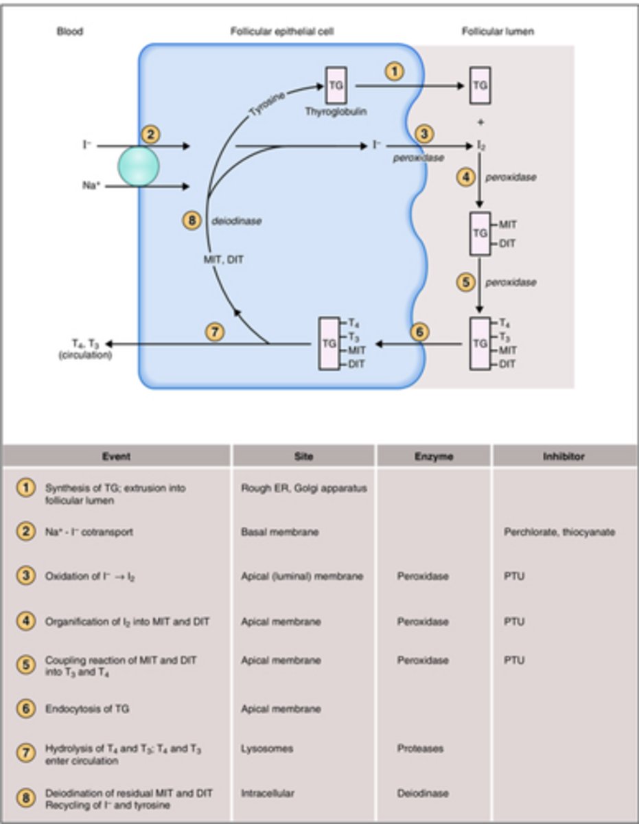 <p>summary of TH synthesis:</p>