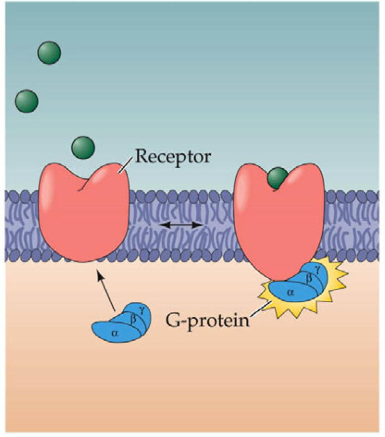 <ul><li><p>Ach Receptors</p></li><li><p>catocholamine</p></li><li><p>dopaminee, norepinephrine, epinephrine</p></li><li><p>largest, most diverse</p></li><li><p>cell signaling, NTransmission, sensory responses, immune</p></li></ul><p></p>