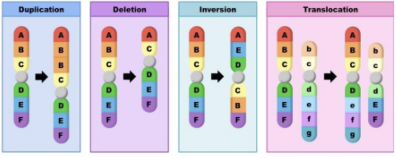 <p>delete, disrupt, duplicate, or rearrange many loci at once</p>