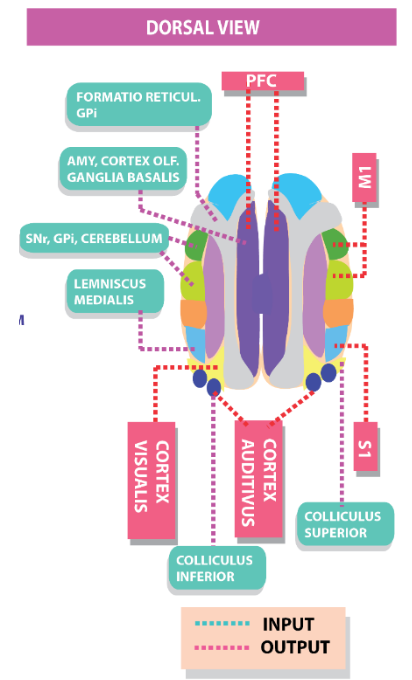 <p>What is the function of the thalamus?</p>