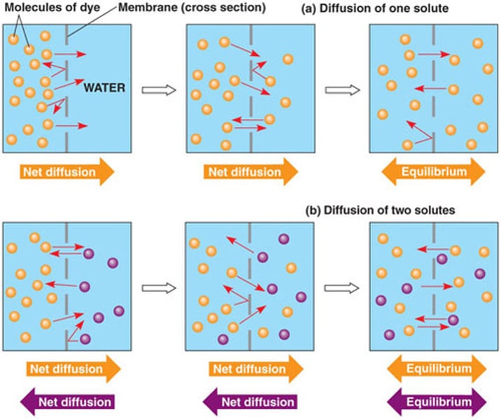 <p>Movement of molecules from an area of higher concentration to an <span style="text-decoration:underline">area of lower concentration.</span></p>