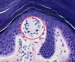 <p>receptor in the skin that responds to light touch</p>