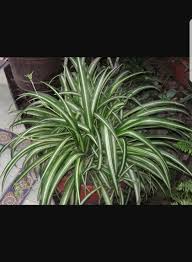 <p>• Cold Hardiness: Perennial</p><p>• Habit: variegation most common form. Grows 24-inch-tall plant with</p><p>• Cultural Requirements: Mesophyte, medium to bright light, average humidity</p><p>• Bloom: small greenish-white flowers</p><p>• Landscape Utilization: houseplant in hanging basket</p><p>• Additional information: Native to tropical and southern Africa. Great for air purification. Easily propagated through its plantlets.</p>