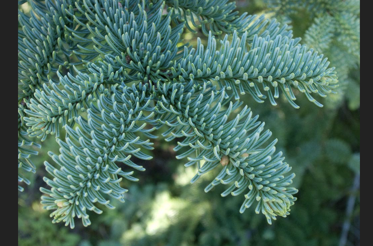 <p>identify by leaves</p>