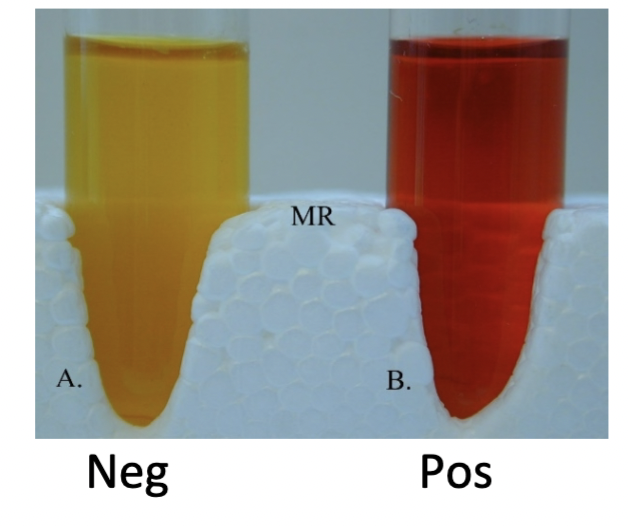 Methyl red

\+ red

\- yellow