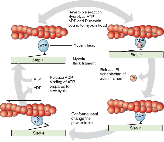<p><strong>The primary motor proteins that are responsible for muscle contraction and cell motility</strong></p><p><span style="color: rgb(255, 105, 180);"><strong><span>Actin -</span></strong></span> globular proteins that link together to form long, spiralling chains</p><ul><li><p>thin and smooth</p></li><li><p>serve as the “tracks” along which myosin travels</p></li><li><p>Role: acts as the track along which myosin moves during contraction</p></li><li><p>Additional functions: part of the cytoskeleton, maintains cell shape, aids in endocytosis, facilitates cell motility</p></li></ul><p><span style="color: rgb(255, 105, 180);"><strong><span>Myosin -</span></strong></span> motor proteins that convert ATP to mechanical force</p><ul><li><p>thick and rough</p></li><li><p>acts like a motor, using its heads to “walk” along actin filaments</p></li><li><p>Role: convert chemical energy (ATP hydrolysis) into mechanical energy</p></li></ul><p><span style="color: rgb(255, 105, 180);"><strong><span>Interactions:</span></strong></span></p><ul><li><p>The myosin head binds to actin, forming cross-bridges to pull the actin filaments, known as the sliding filament mechanism</p></li></ul><p><span style="color: rgb(255, 105, 180);"><strong><span>Play a role in:</span></strong></span></p><ul><li><p>muscle contraction</p></li><li><p>cellular mobility</p></li><li><p>intracellular transport</p></li><li><p>cell division</p></li></ul><p></p><p></p>