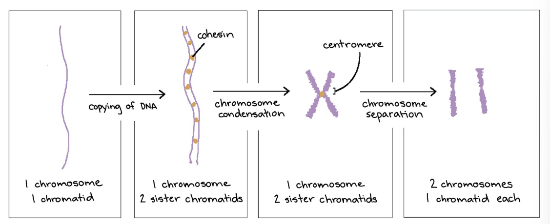 <p>where are sister chromatids attached at? </p>