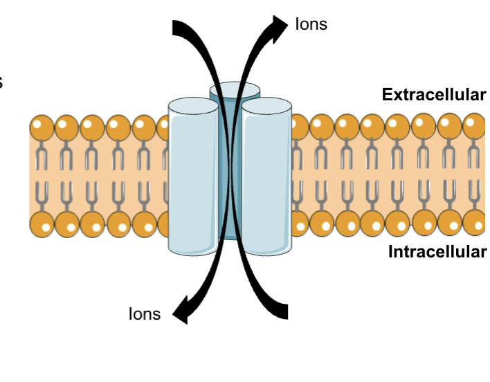 <p>Ligand has to bind to the channel causing conformational change so then the ion can pass through via the electrochemical gradient. This occurs in milliseconds.</p>