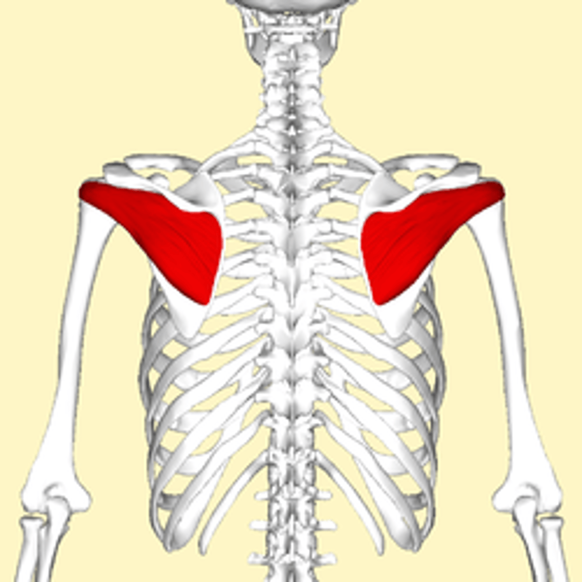 <p>-Origin infraspinous fossa of the scapula</p><p>-Insertion middle facet of greater tubercle of the humerus</p><p>-Nerve suprascapular nerve</p><p>-Actions Lateral rotation of arm and stabilizes humerus</p>