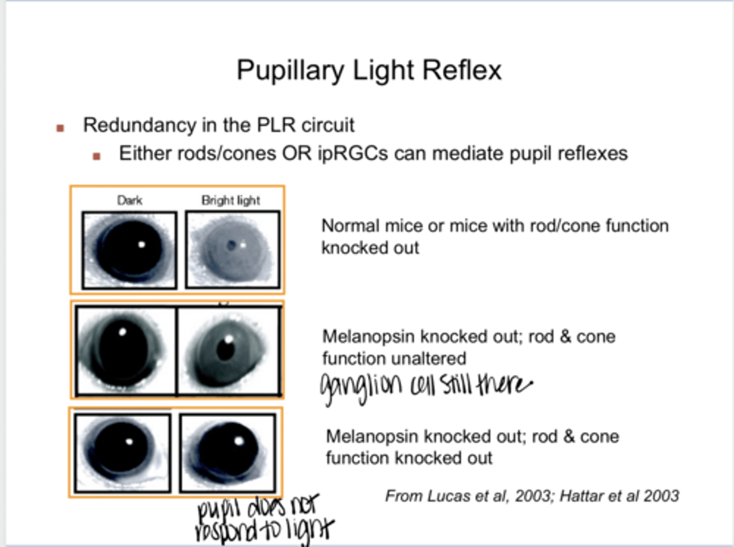 <p>Can either rods/cones or ipRGCs mediate pupil reflexes?</p>