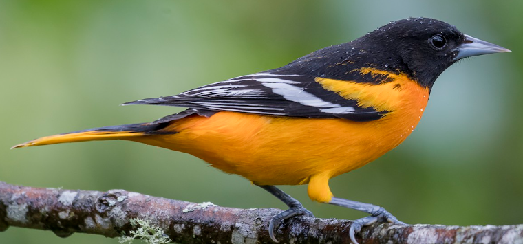 <p>What bird is this? </p>