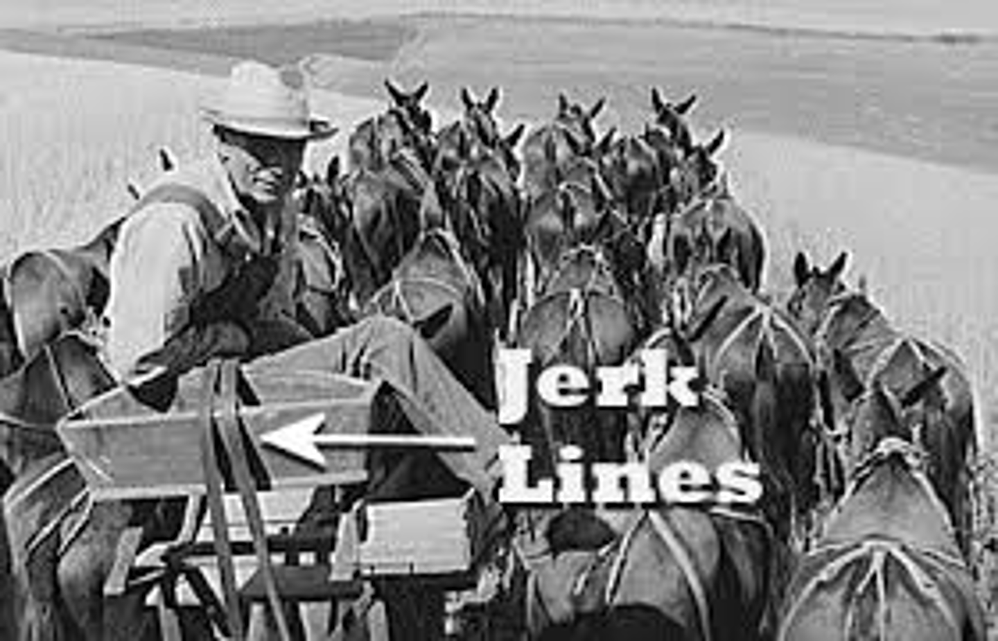<p>the driver of a team of mules, using a rein (jerkline)</p>