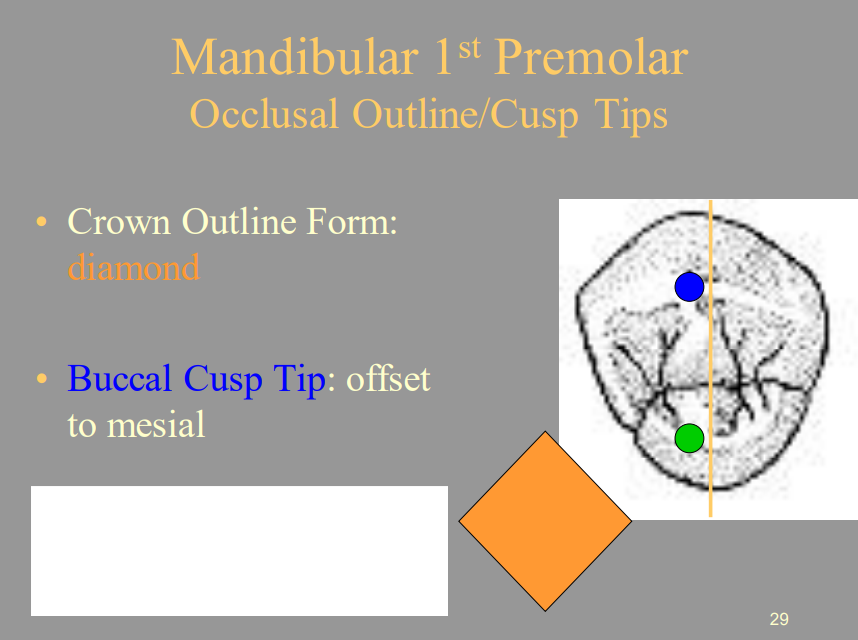 <p>B) Offset To Mesial</p>