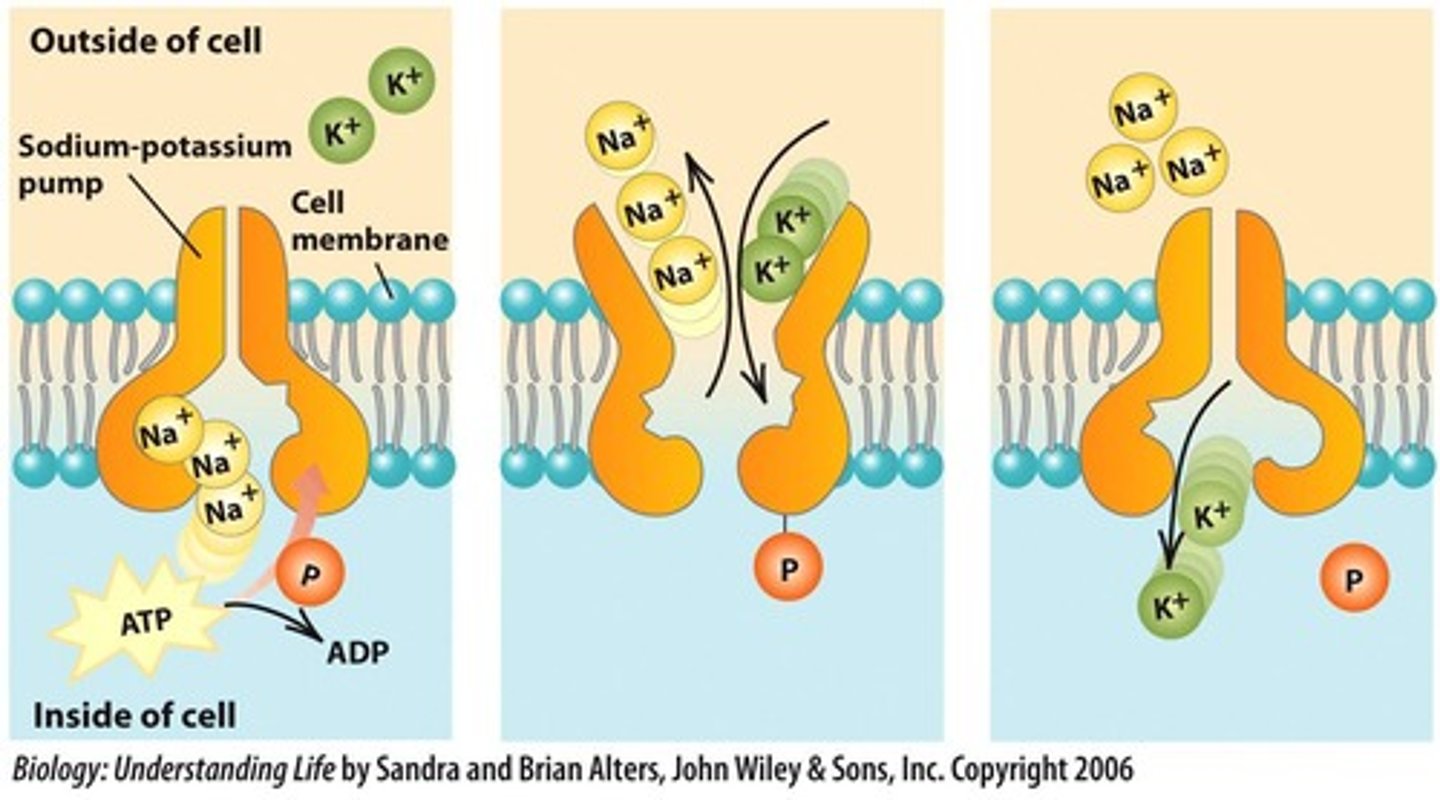 <p>a type of active transport that requires energy</p>