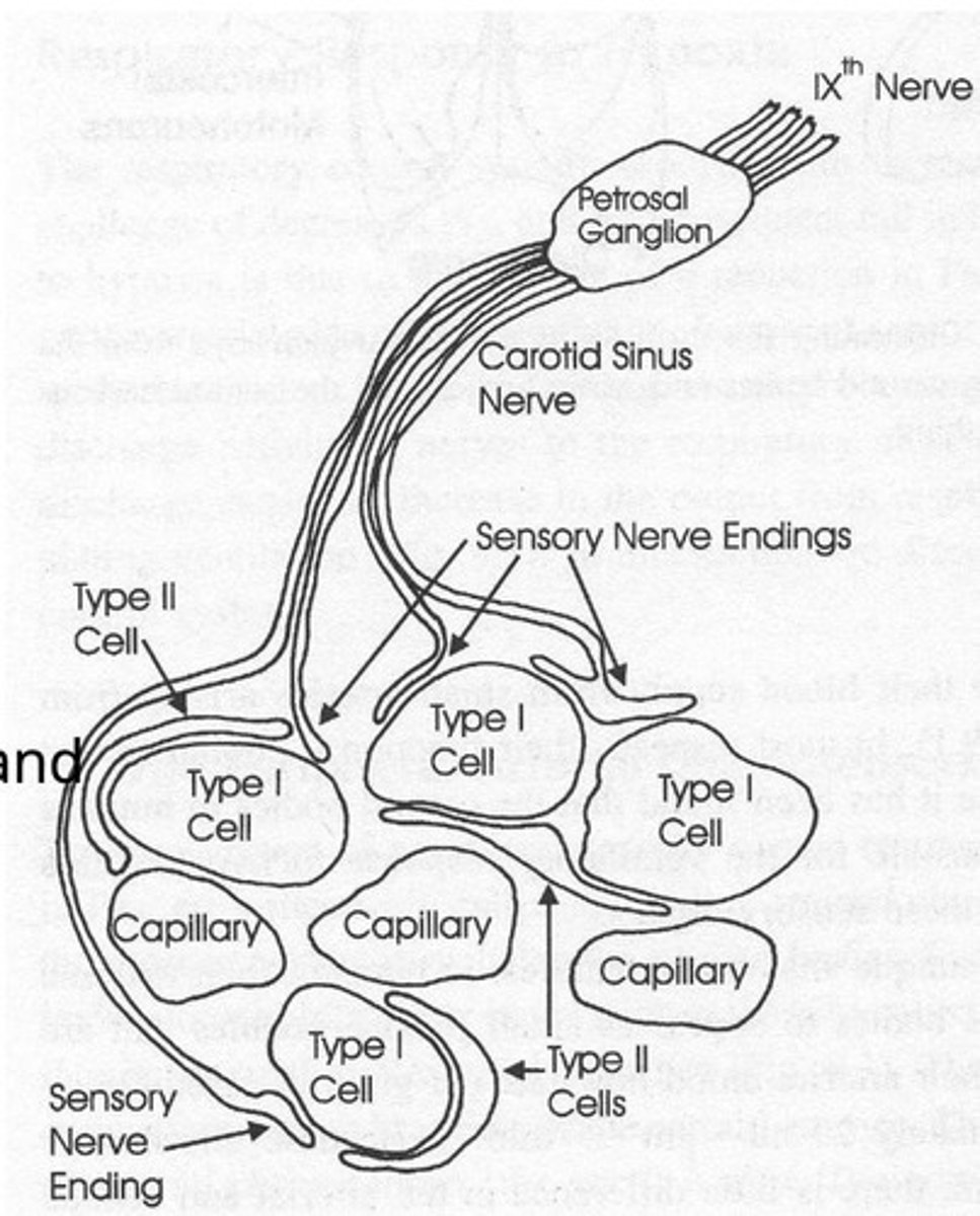 <p>- Monitor blood gases in the periphery</p><p>- include carotid and aortic bodies.</p>