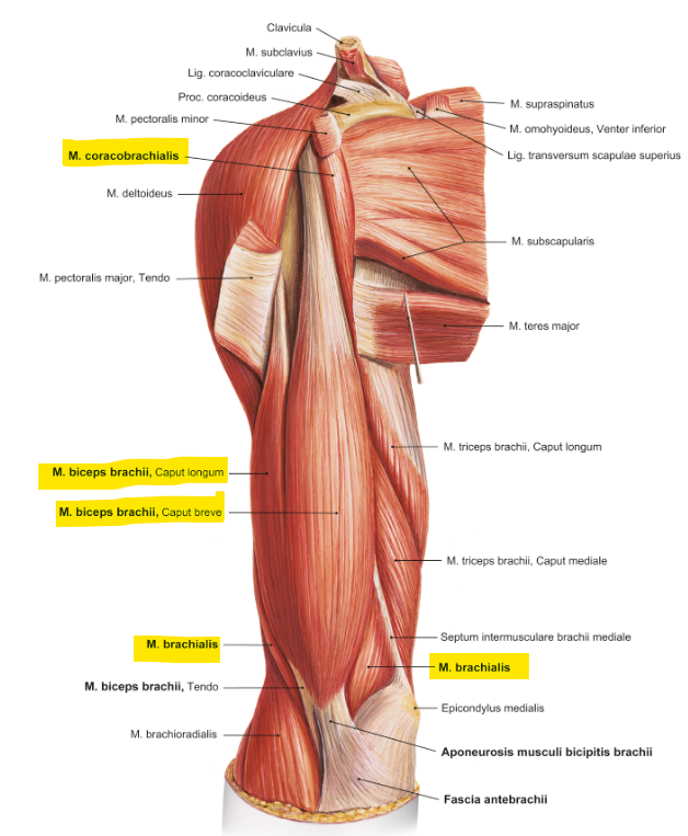 <ul><li><p>m. biceps brachii</p></li><li><p>m. brachialis</p></li><li><p>m. coracobrachialis</p></li></ul><p>^ BBC</p><p></p>