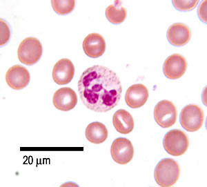 <p><strong>1-3% of total WBC in the blood</strong></p>