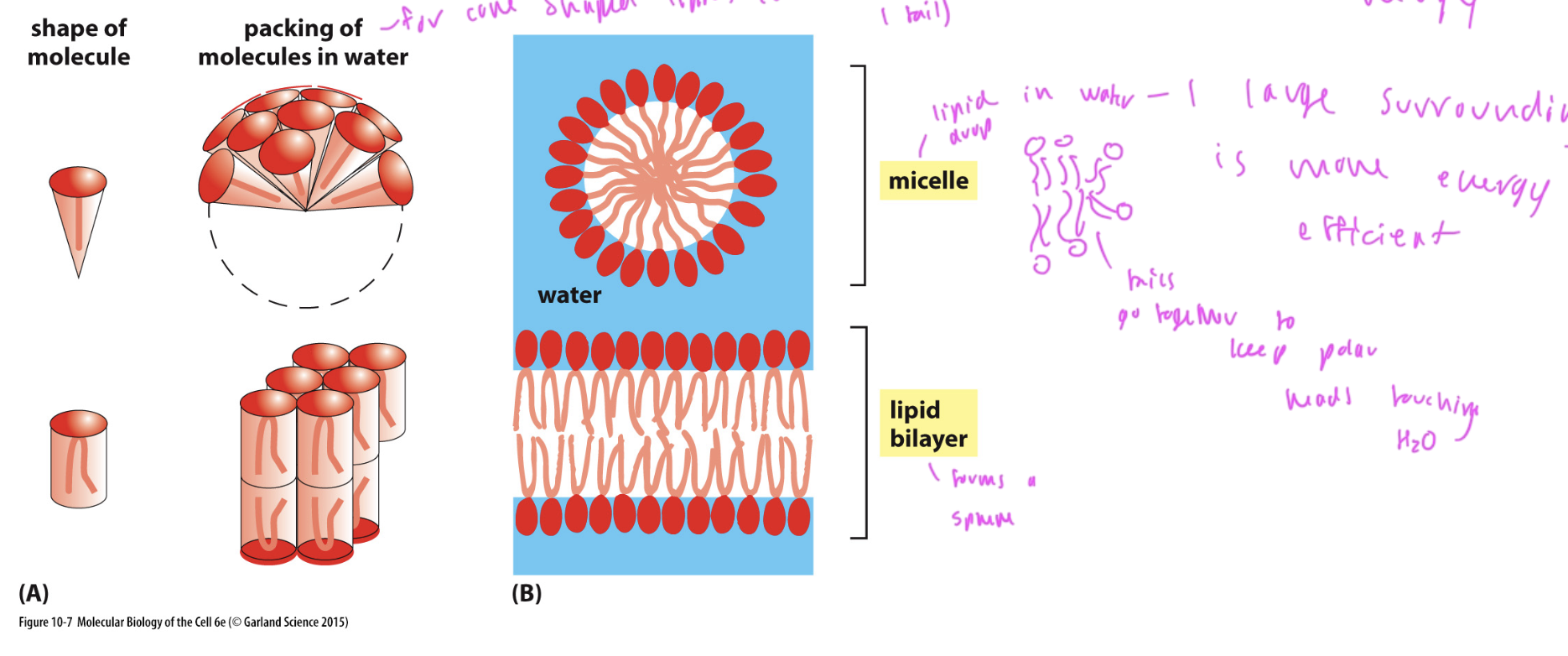 <p>micelle: sphere shaped</p><ul><li><p>forms from cone shaped lipids</p></li></ul><p></p><p>lipid bilayer</p><ul><li><p>forms from cylinder shaped lipids</p></li></ul><p>both form to minimize hydrophobic interactions of the lipid tails with water (water wants to surround lipids since it is energetically favorable)</p><p></p>