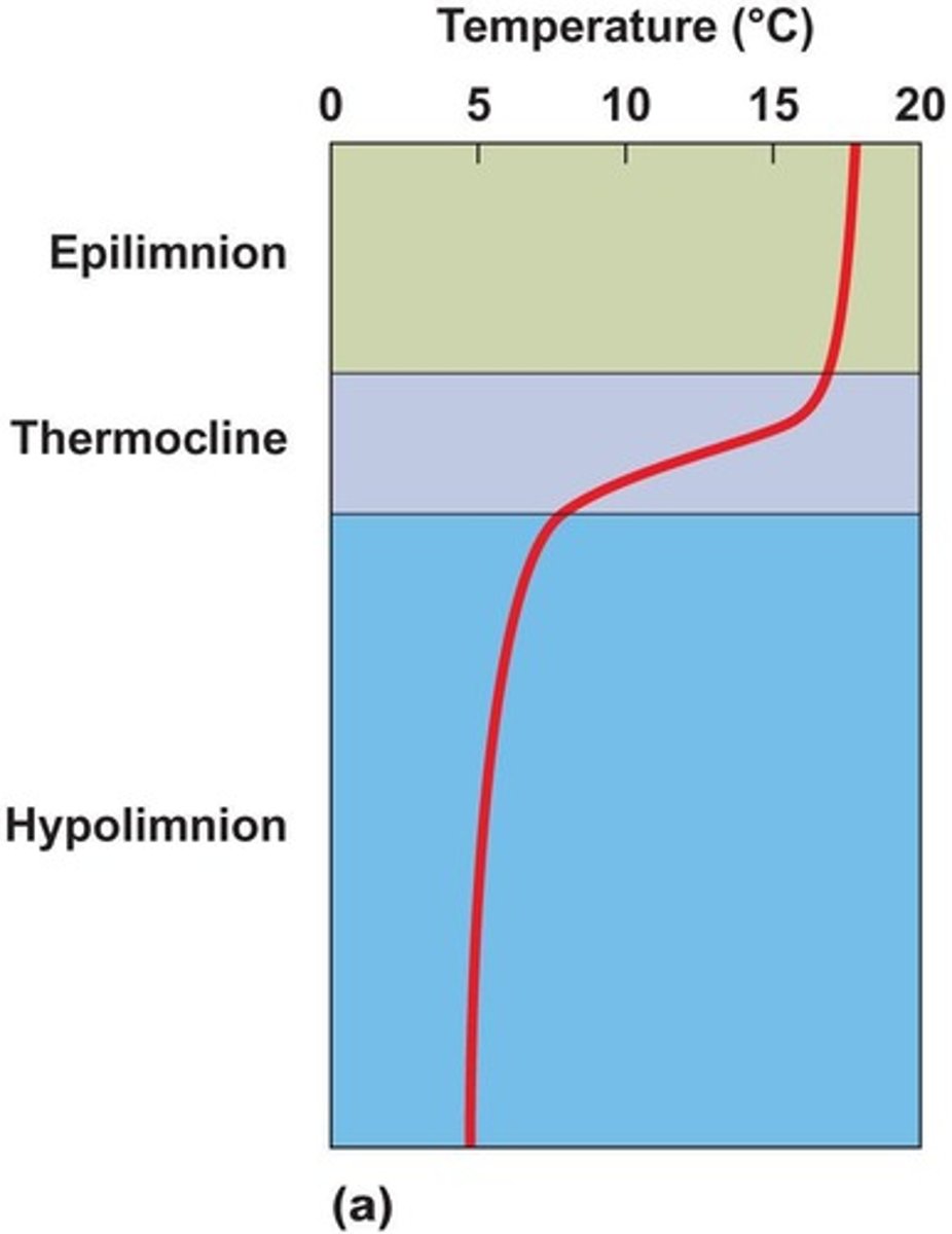 <p>Warm, lighter water layer above thermocline.</p>