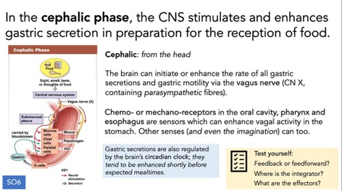 <p>It is generated from the brain and tends to enhance stomach secretion and contraction.</p>