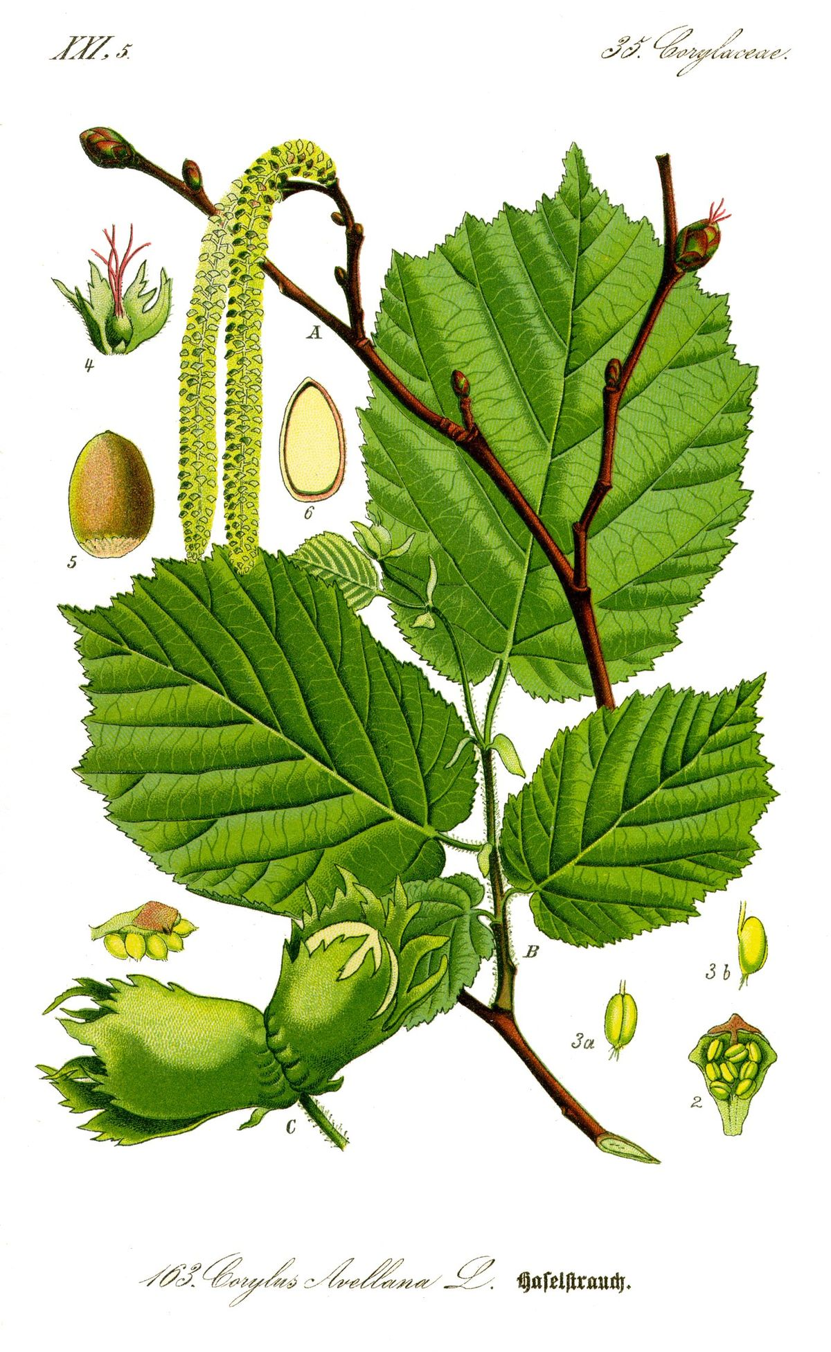 <p><em>Betulaceae -</em> břízovité</p><p><em>Corylus avellana -</em> líska obecná</p>