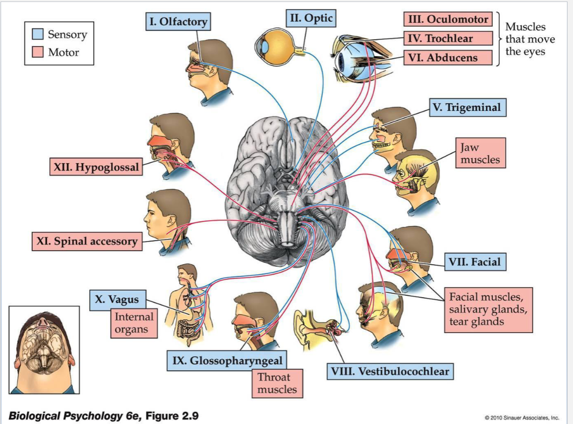 <p>Sensory</p><ul><li><p>Olfactory</p></li><li><p>Optic</p></li><li><p>Trigeminal</p></li><li><p>Facial</p></li><li><p>Vestibulocochlear</p></li><li><p>Glossopharyngeal</p></li><li><p>Vagus</p></li></ul><p></p><p>Motor</p><ul><li><p>Oculomotor</p></li><li><p>Trochlear</p></li><li><p>Abducens</p></li><li><p>Spinal Accessory</p></li><li><p>Hypoglossal</p></li></ul><p></p>