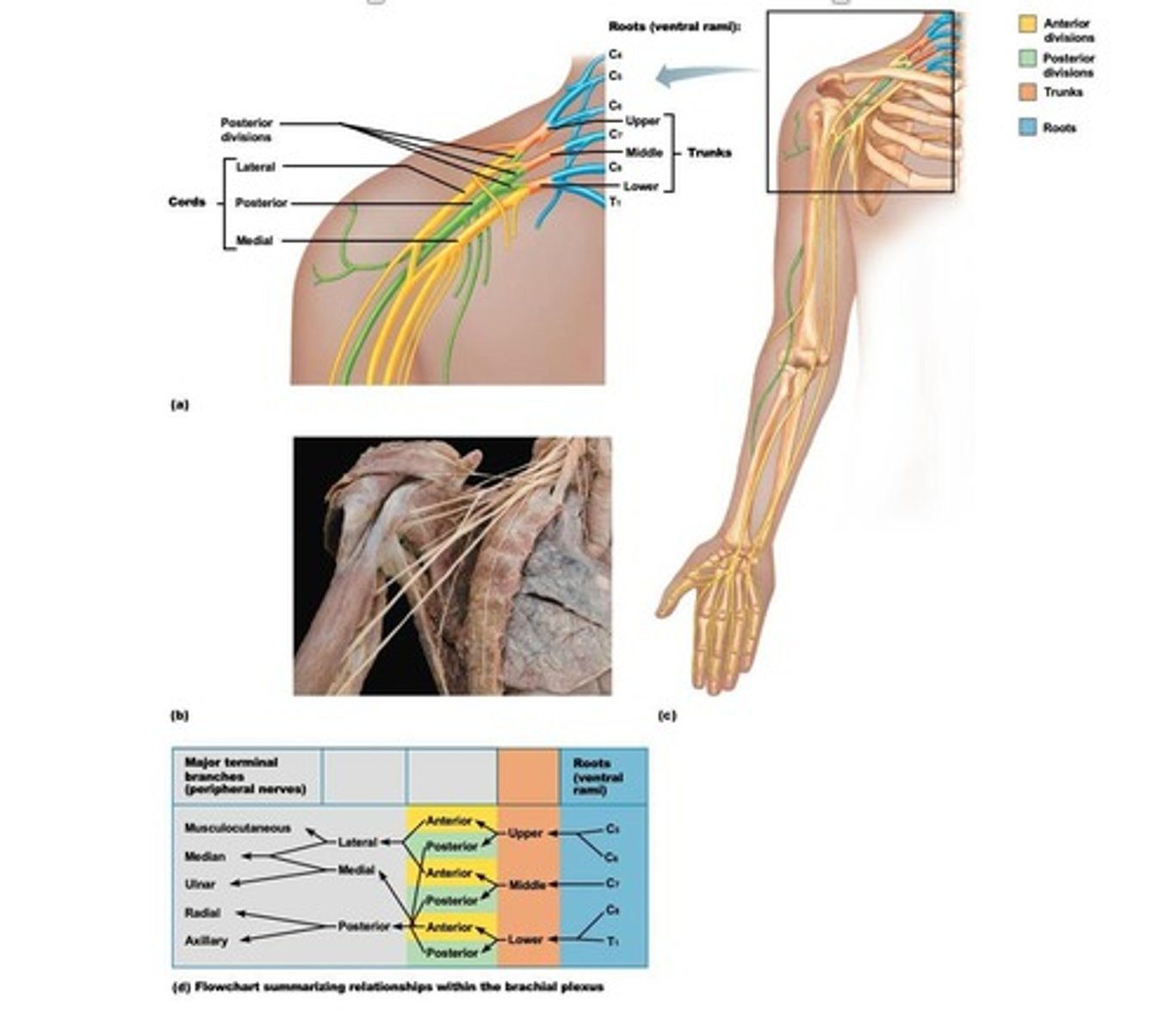 <p>Nerve network from C5-T1, serves upper limb.</p>