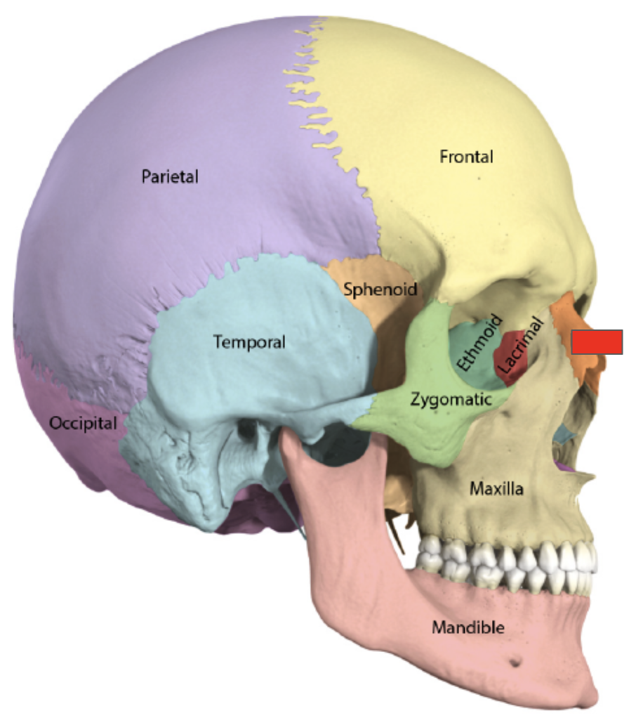 <p>Name the covered bone</p>
