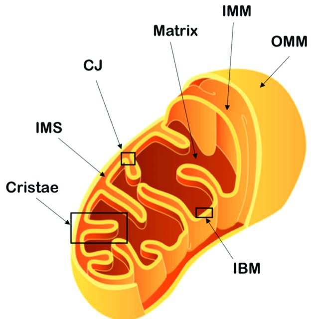 * occurs in the cristae (mitochondria)
  * NADH/FADH give up their H atoms, which combine with O2 to form H2O
  * this releases enough energy to produce 32/34 ATP molecules