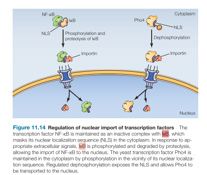 <ul><li><p>Yeast transcription factor Pho4 is kept in cytoplasm by phosphorylation near/at nuclear localization signal</p></li><li><p>Signal: phosphate depletion</p></li><li><p>Need for cellular phosphate, results in dephosphorylation, exposes the NLS, and Pho4 transported to nucleus</p></li></ul><p></p>