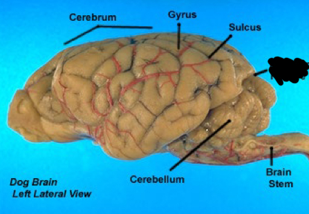 term image