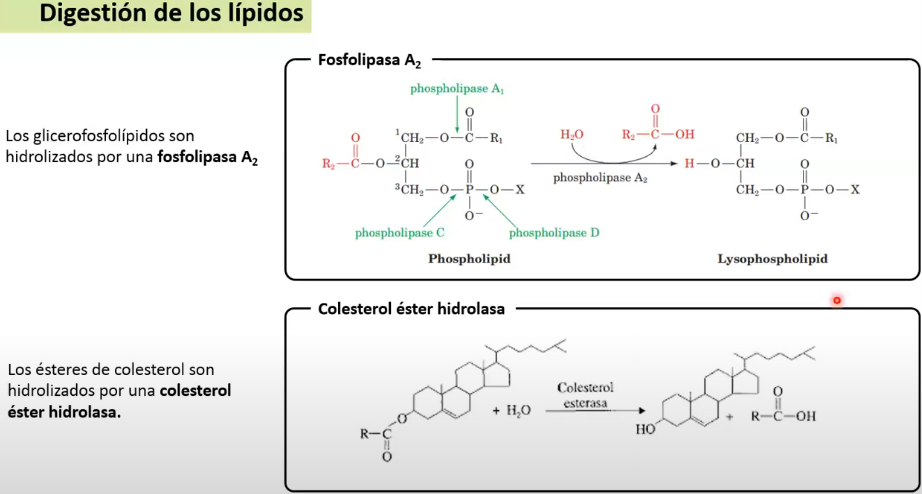 <p>Glicerofofolipidos hidrolizados por <strong>fosfolipasa A2</strong></p><p></p><p>Esteres de colesterol hidrolizados por <strong>Colesterol ester hidrolasa</strong></p>