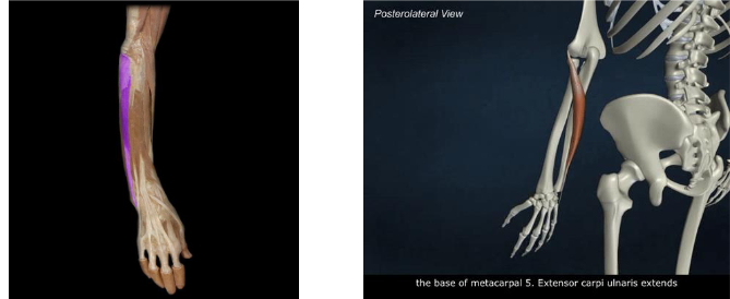 <p>Action: Wrist extension and ulnar deviation</p>