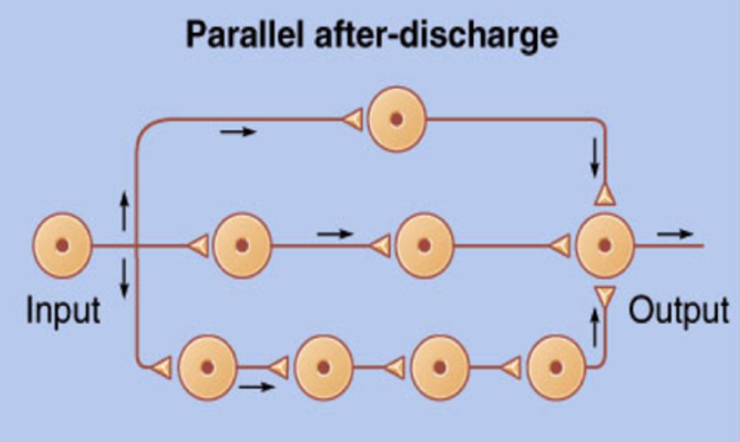 <p>input neuron diverges into multiples chains to eventually reconverges</p>