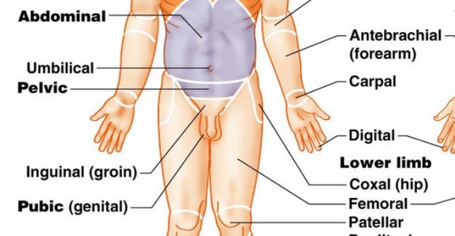 <ol><li><p>Abdominal</p></li><li><p>Umbilical</p></li><li><p>Pelvic</p></li><li><p>Inguinal (groin)</p></li><li><p>Pubic (genital)</p></li><li><p>Antebrachial - (forearm)</p></li><li><p>Carpal</p></li><li><p>Digital</p></li><li><p>Lower limb</p></li><li><p>Coxal (hip)</p></li><li><p>Femoral</p></li><li><p>Patellar</p></li></ol>