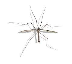 <p>Harmless, long-legged flies; larvae live in moist soil or water and feed on decaying organic matter.</p><ul><li><p>Stilt-like legs may be easily shed (defensive mechanism)</p></li><li><p>Larvae are important soil engineers and either aquatic/terrestrial</p></li><li><p>Active during spring, after the rain, and at night</p></li><li><p>Emerges from the soil, flies low to mate and lay eggs</p></li><li><p>Lays eggs in the ground, the larva stays in the soul and looks like a maggot</p></li><li><p>Has halteres</p></li></ul><p></p>