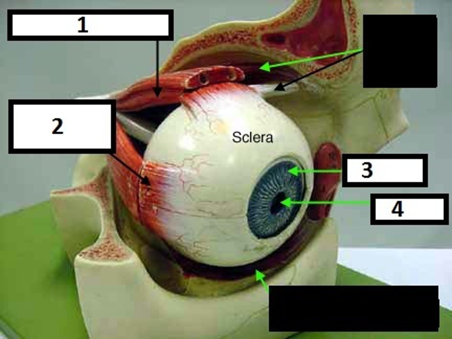 knowt flashcard image
