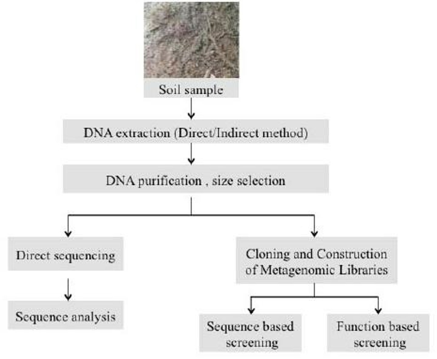 <p>Determining the sequence of DNA fragments in environmental samples.</p>