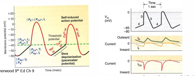 <p>Explain pacemaker activity/AP step by step (8)</p>