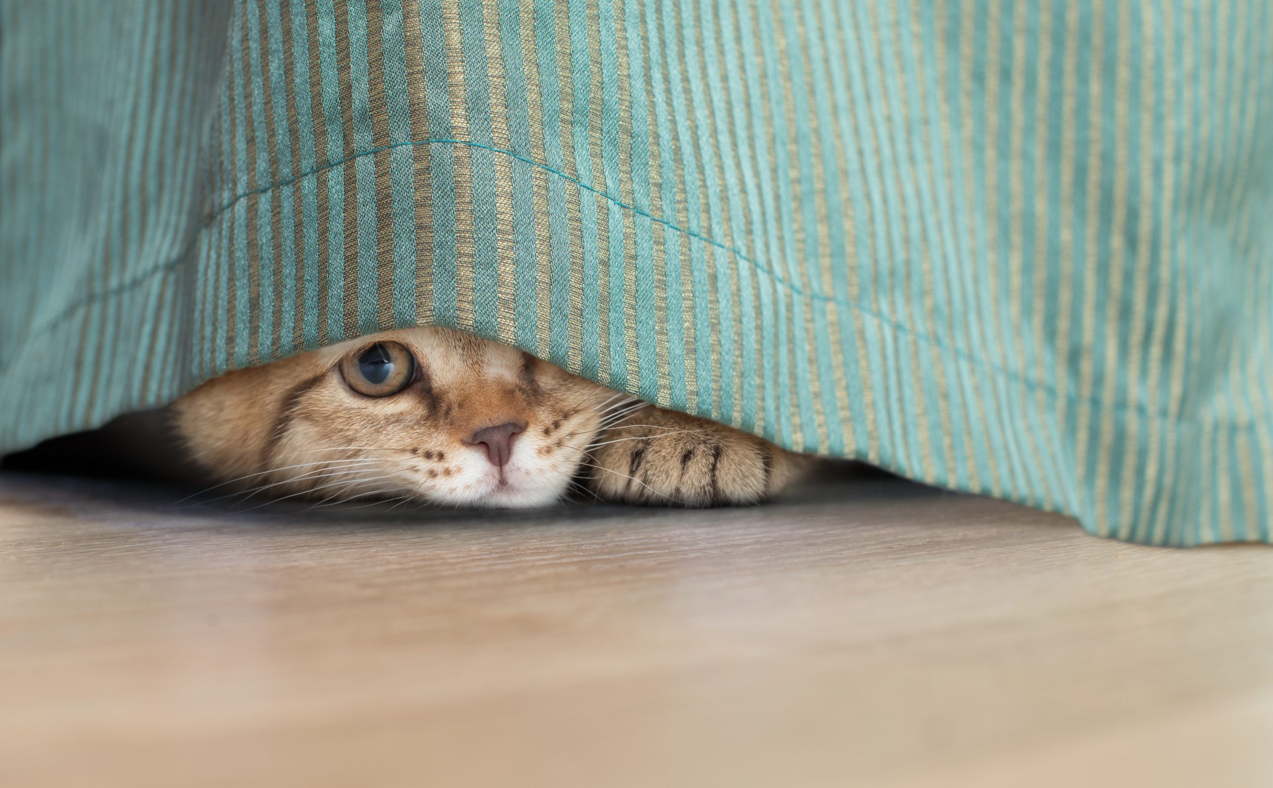 <p>hide hid hidden</p>