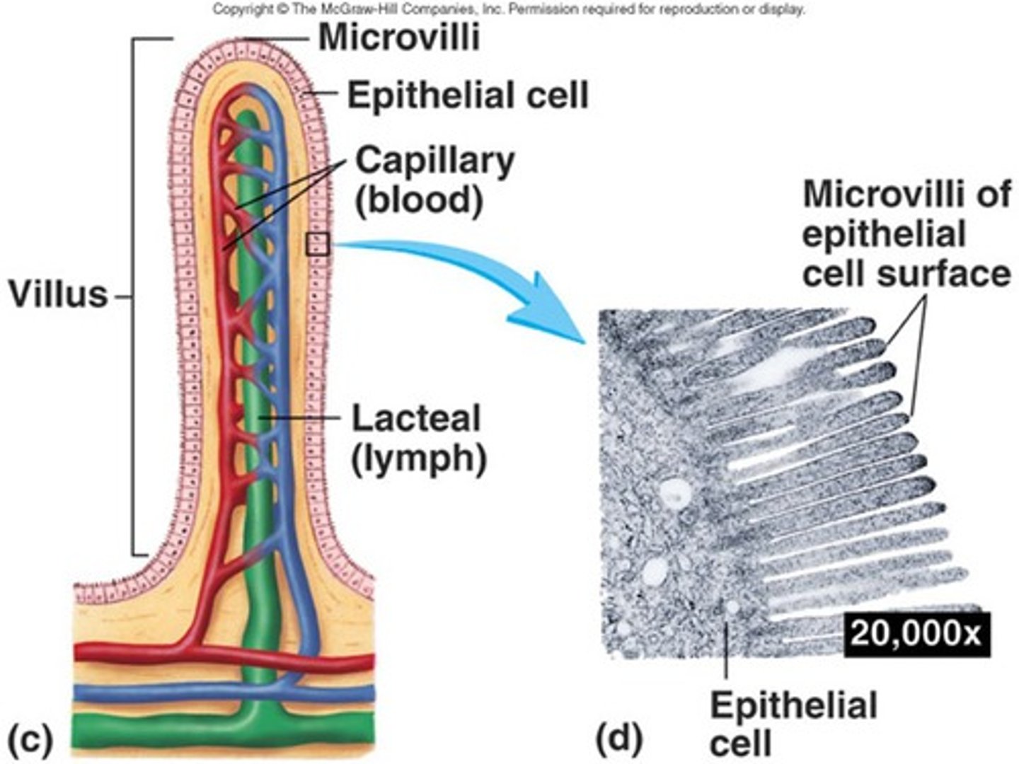 <p>-increase surface area of the small intestine</p><p>-contains crypt in between villi</p><p>-contains enterocyte cells lining the villi that contain microvilli</p><p>-lacteals, arteries, and veins found inside villi</p>