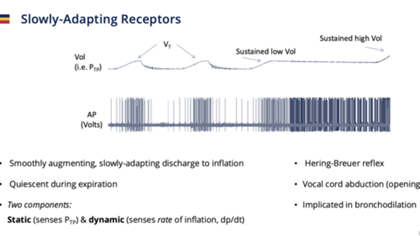 <p>Respond to lung inflation; do not adapt quickly.</p><p>- Myelinated</p><p>- located in airway smooth muscle</p><p>- Quiescent during expiration (doesn't do anything)</p><p>- Hering-breuer reflex</p><p>2 components to what it senses: </p><p>1. Static- senses Ptp (absolute volumes)</p><p>2. Dynamic - senses rate of inflation change</p>